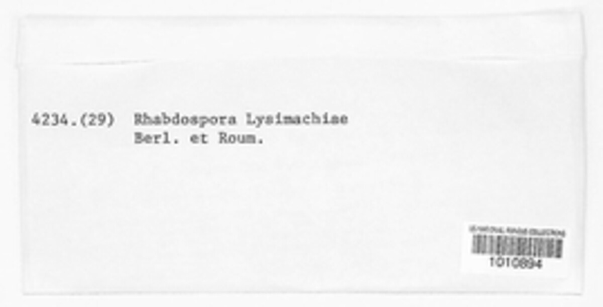 Rhabdospora lysimachiae image